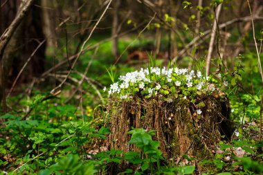 Bir kütüğün üzerinde bahar ormanı çiçekleri. Ekoloji, bahar kartı