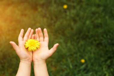 Çocukların elleri yeşil çimenlerin arka planında sarı bir karahindiba çiçeği tutuyor. Merhaba yaz, yeşil arka planda mesaj için yer var. Çocukluk kavramı, sağlık, çevre dostu yaşam tarzı