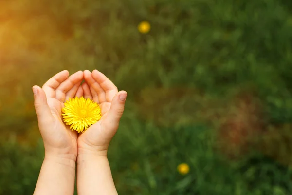 Children Hands Hold Yellow Dandelion Flower Background Green Grass Hello — Stock Photo, Image