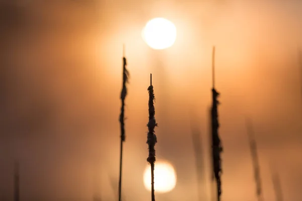 Cats Tails Rising Morning Sun Light — Stock Photo, Image