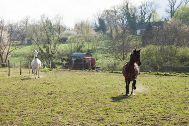 Bir Brig yeşil alana dörtnala koyu kahverengi ve beyaz atlar