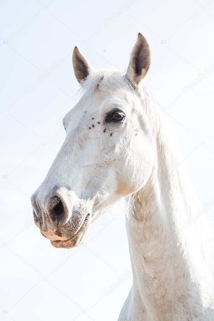 White Horse on a Bright Sunny Day with Flies around the Eye