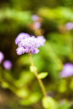 Purple Blue Mink, Flossflower, Blueweed, Pussy Foot, Mexican Paintbrush, Ageratum Houstonianum Flower