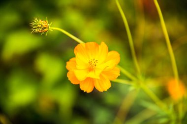 Turuncu Sülfür Kozmosu - Kozmos Sülfür - Yeşil Bahçede Bud 'la Çiçek Açtı