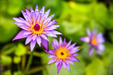 Mor Mavi Lotus - Nymphaea Nouchali Var. Caerulea Yeşil Su Zambakları Yapraklarıyla Çiçek açıyor