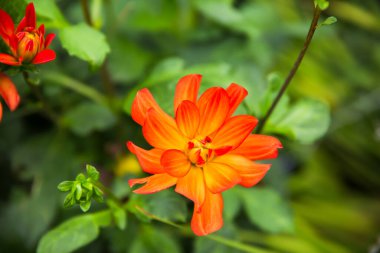 Yeşil Bahçede Parlak Kırmızı Portakal Bahçesi Dahlia Pinnata ve Buds
