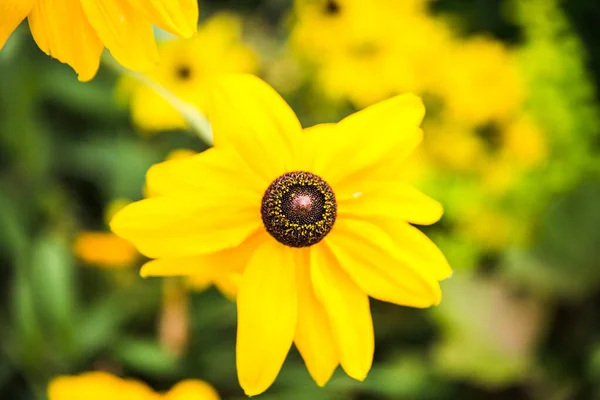 Yellow Goldsturm Rudbeckia Fulgida Black Eyed Susan Daisy Flower Full — Stock Photo, Image