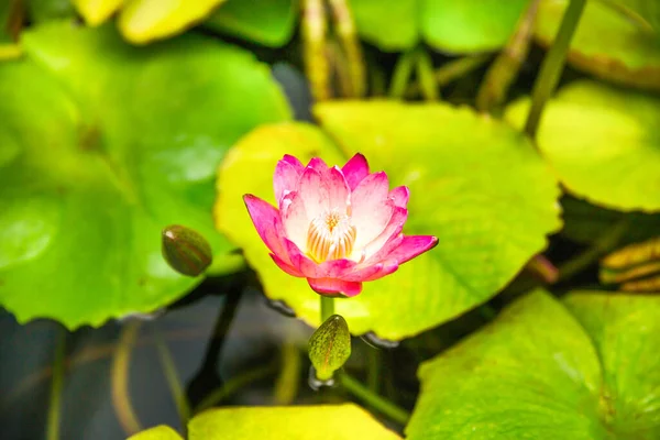 Lotus Rose Aquatique Vivant Nelumbo Nocifera Dans Étang Aux Feuilles — Photo