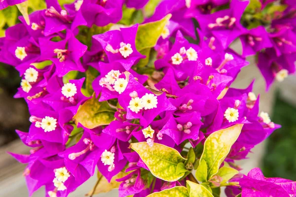 Royal Purple and White Bougainvillea Flowers Blooming