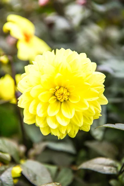 Gele Tuin Dahlia Dahlia Pinnata Bud Groene Tuin — Stockfoto