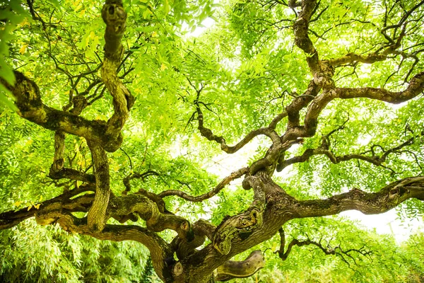 Lush Green Foliage of Big Old Tree with Serpentine Branches