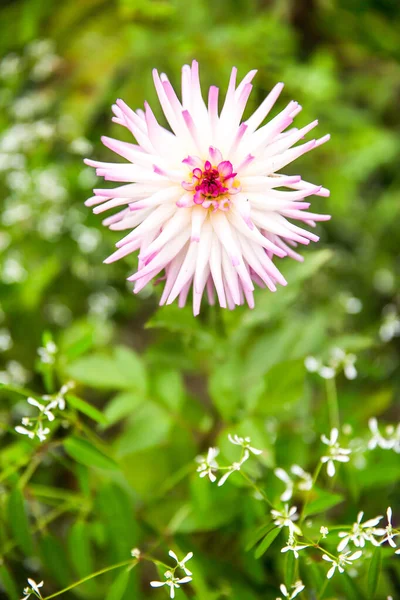 Witte Roze Tuin Dahlia Dahlia Pinnata Bud Groene Tuin — Stockfoto