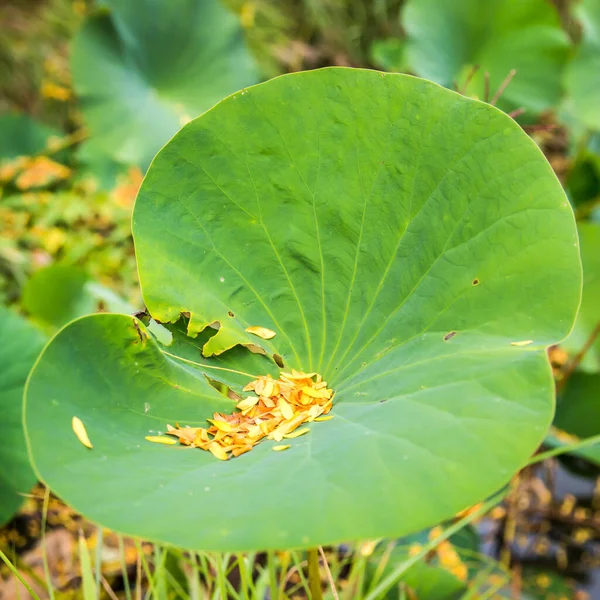 Lirio Gigante Del Agua Del Loto Deja Recolección Hojas Doradas —  Fotos de Stock