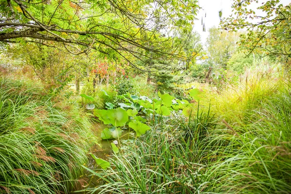 Green Botanic Gardens Aquatic Lotus Water Lily Pond — Stock Photo, Image