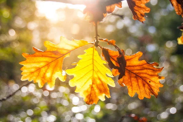 Frunze Stejar Galben Brun Pădurea Verde Toamnă — Fotografie, imagine de stoc