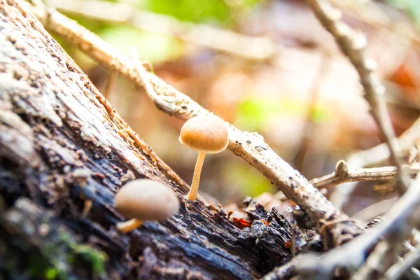 Small Light Brown Mushrooms Growing on a Tree Bark in Forest at Fall