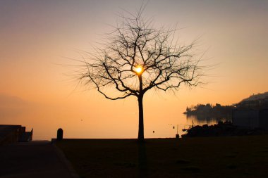 Kırık Kalp Şekli Ağaç Dalları Ortasında Günbatımı