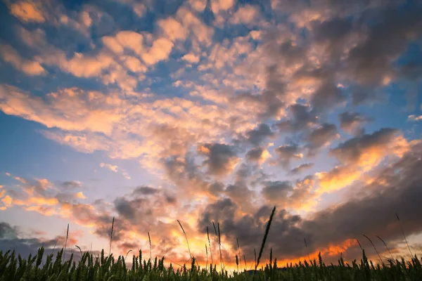 Dramatischer Bewölkter Sonnenuntergang Über Grünen Weizenfeldern — Stockfoto