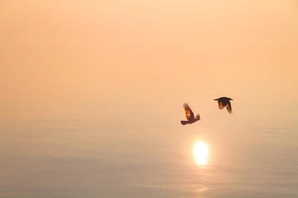 Couple Seagulls Flying Shimmering Lake Sunset — Stock Photo, Image
