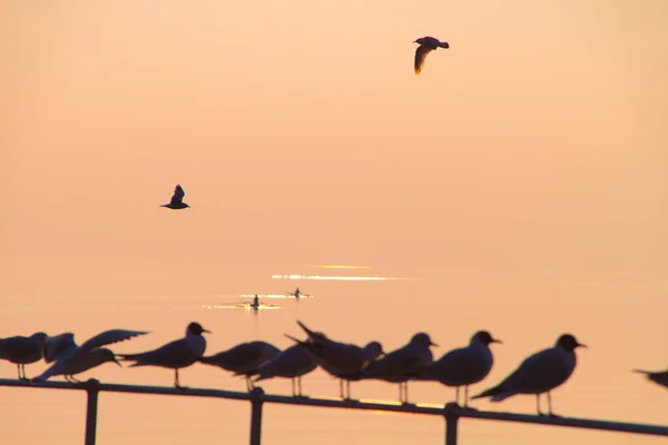 Seagulls Flying Rowers Rowing Leman Lake Sunset — Stock Photo, Image