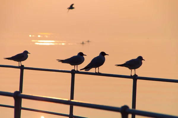 Seagulls Relaxing Jetty Railings Rowers Rowing Leman Lake Sunset Background — Stock Photo, Image