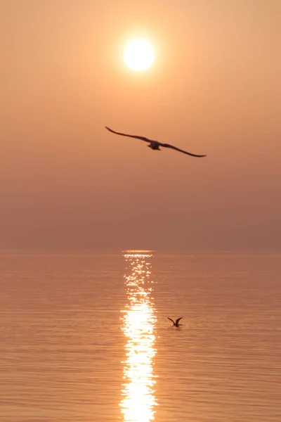 Gabbiani Che Sorvolano Lago Scintillante Tramonto — Foto Stock