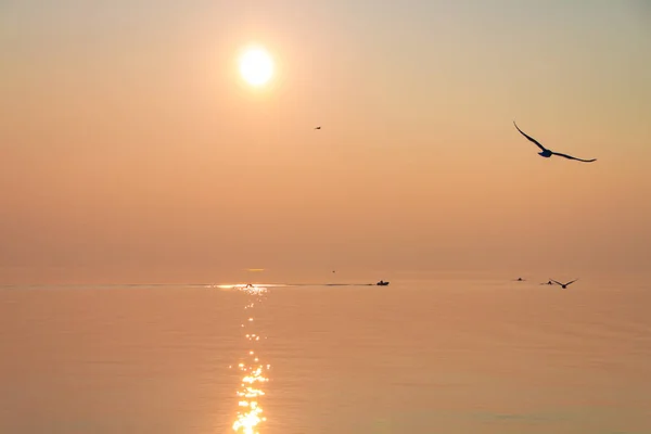 Pescărușii Zboară Deasupra Lacului Shimmering Apusul Soarelui — Fotografie, imagine de stoc