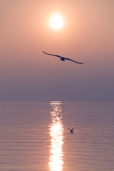 Möwen Fliegen Bei Sonnenuntergang Über Den Schimmernden See — Stockfoto