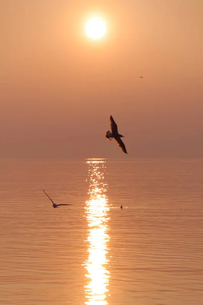 Gaivotas Voando Sobre Shimmering Lake Pôr Sol — Fotografia de Stock