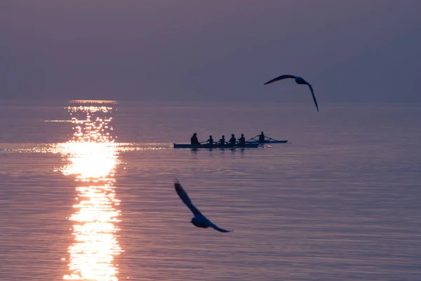 Seagulls Flying Rowing Team Training Shimmering Lake Sunset — Stock Photo, Image