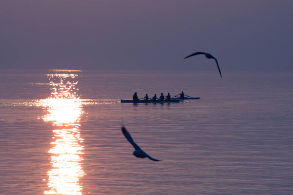 Seagulls Flying over Rowing Team Training over Shimmering Lake at Sunset