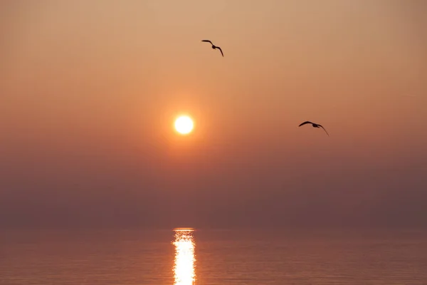Möwen Fliegen Bei Sonnenuntergang Über Den Schimmernden See — Stockfoto