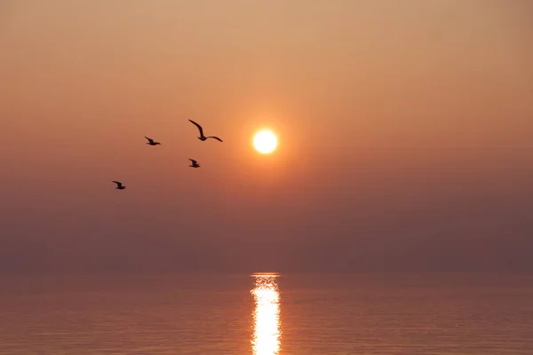 Gaivotas Voando Sobre Shimmering Lake Pôr Sol — Fotografia de Stock