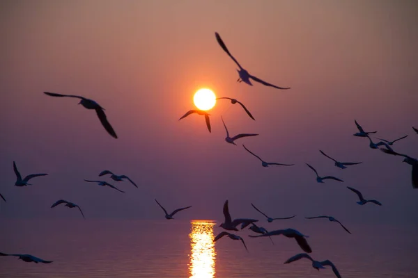 Möwen Fliegen Bei Sonnenuntergang Über Den Schimmernden See — Stockfoto