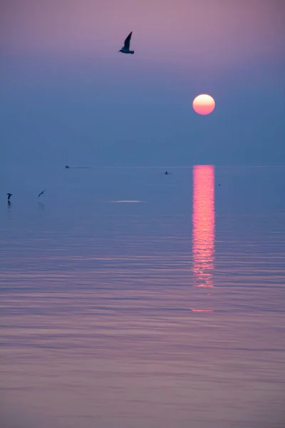 Måsar Som Flyger Crimson Och Purple Sunset Och Reflekterar Lake — Stockfoto