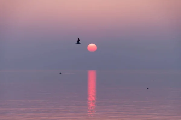 Måsar Som Flyger Crimson Och Purple Sunset Och Reflekterar Lake — Stockfoto