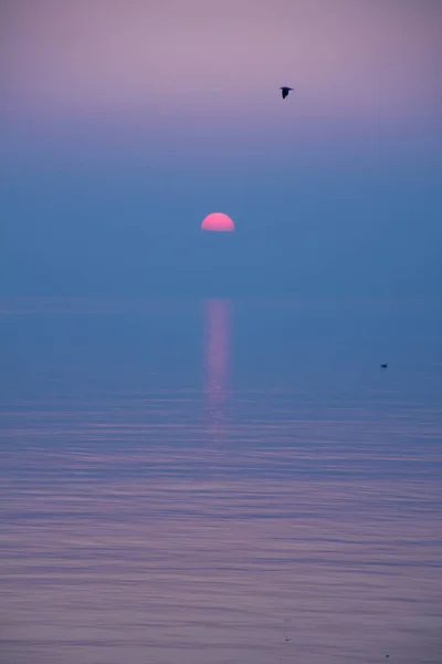 クリムゾンで飛ぶカモメとレマン湖で反映紫の夕日 — ストック写真