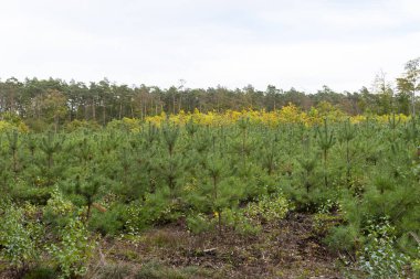 Sonbahar mevsiminde ormana yerleştirilmiş bir çam ağacı okulu..