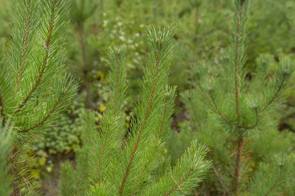 A pine tree forest school placed in the forest in the autumn season. Closeup view of coniferous branches.