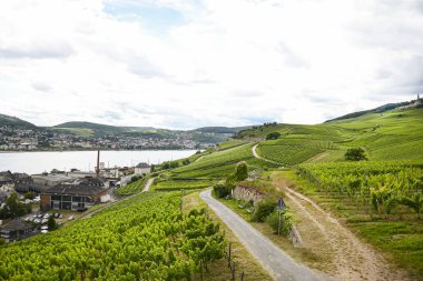 Batı Almanya 'nın yaz mevsiminde güzel şaraphaneler, üzüm sıraları arasında görünür bir yol.