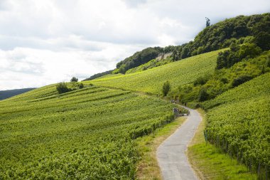 Batı Almanya 'da yaz mevsiminde güzel şaraphaneler, üzüm sıraları ile turistler arasında görünür bir yol.. 