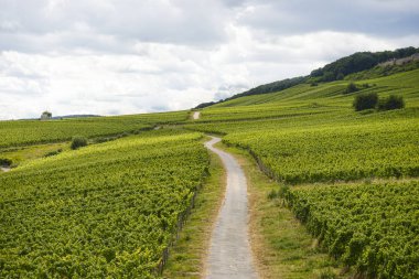 Batı Almanya 'nın yaz mevsiminde güzel şaraphaneler, üzüm sıraları arasında görünür bir yol.