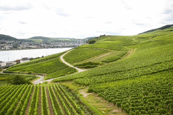 Beaux Vignobles Dans Saison Estivale Allemagne Occidentale Route Visible Entre — Photo