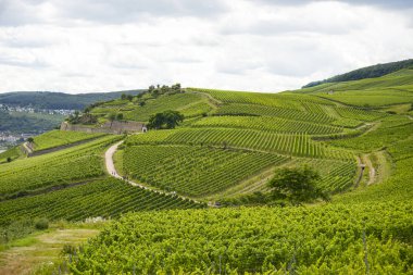 Batı Almanya 'nın yaz mevsiminde güzel şaraphaneler, üzüm sıraları arasında görünür bir yol.