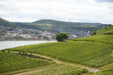 Batı Almanya 'nın yaz mevsiminde güzel şaraphaneler, üzüm sıraları arasında görünür bir yol.