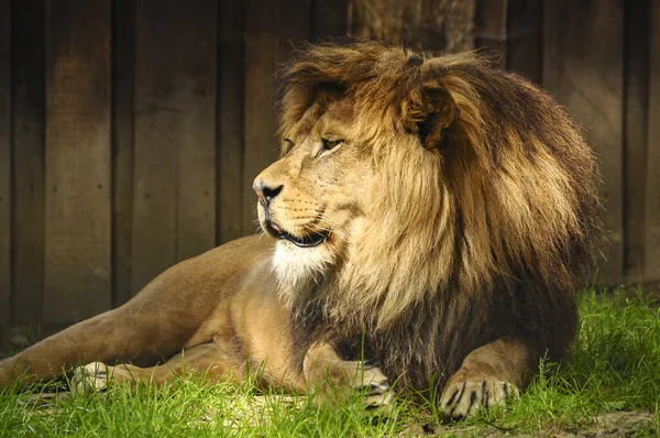 Leão Africano Deitado Grama Zoológico Observando Arredores — Fotografia de Stock