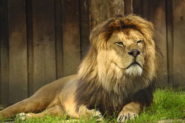 Leão Africano Deitado Grama Zoológico Observando Arredores — Fotografia de Stock