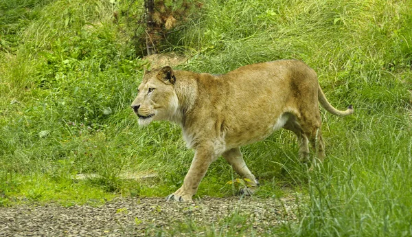 Leão Africano Fêmea Caminhando Chão Zoológico — Fotografia de Stock