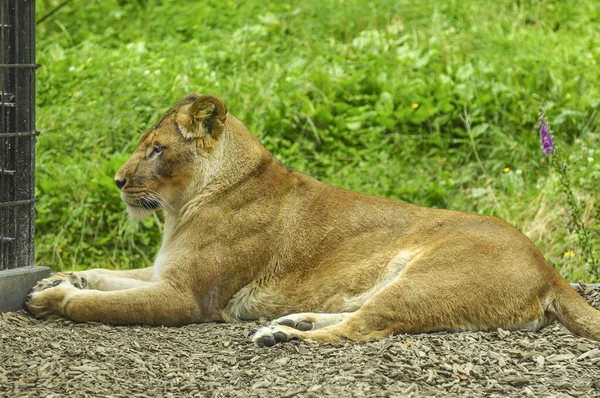 Leão Africano Fêmea Deitado Chão Zoológico — Fotografia de Stock