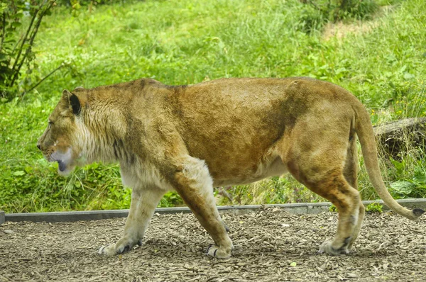 Leão Africano Fêmea Caminhando Chão Zoológico — Fotografia de Stock